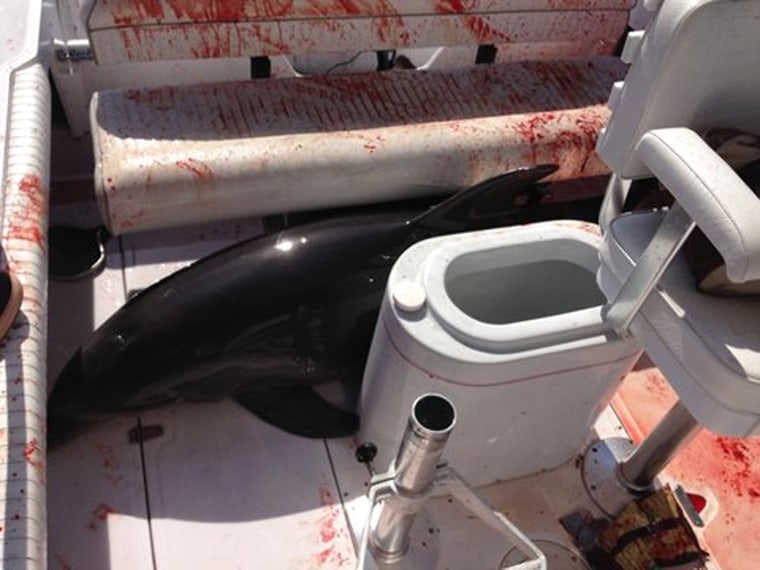 A 6-foot dolphin jumped into a California family's Boston Whaler on Father's Day, causing chaos in Dana Point. Mom Chrissie suffered two broken ankles during the bizarre encounter.