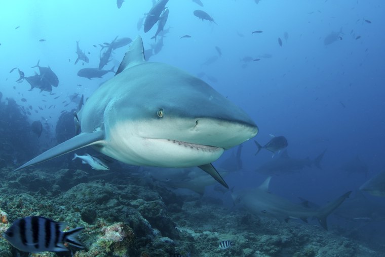 Image: A close-up and engaging view of a large Bull Shark