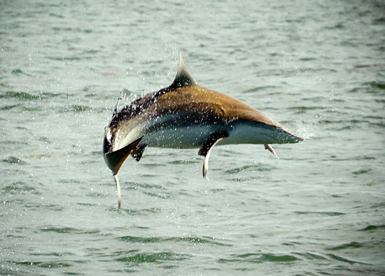 A Spinner shark jumps out of the water