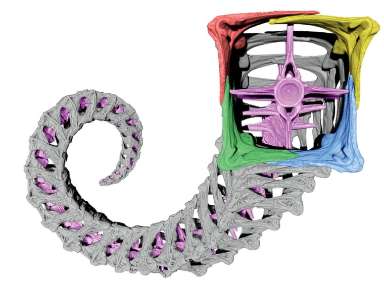 3-D model of a seahorse tail and its square protective bony plates. Click to see full size.