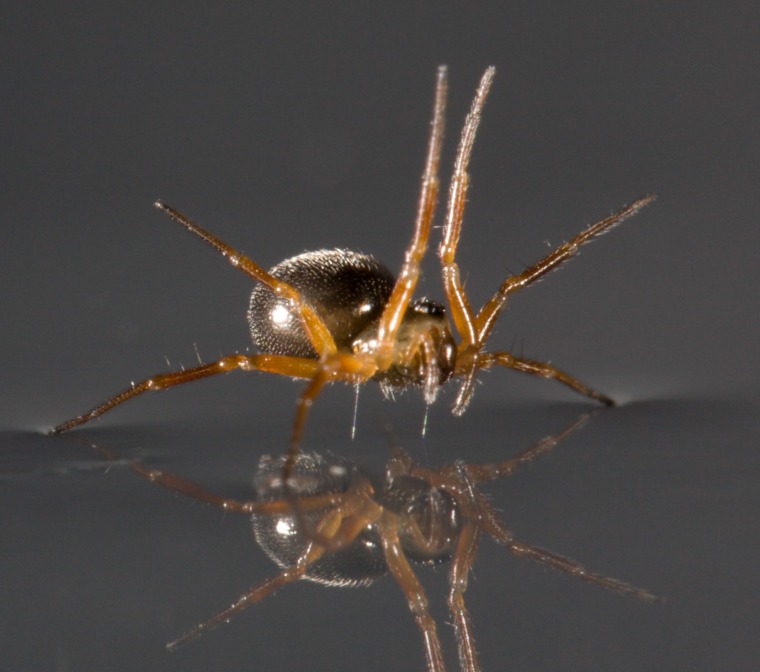 A Linyphiid spider exhibiting a sailing posture with its legs.