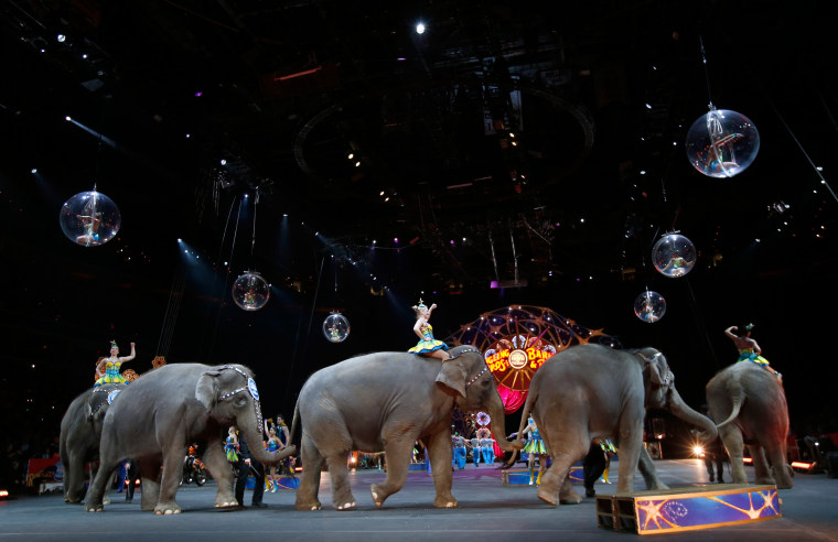 Image: Circus elephants