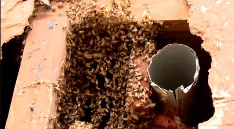 Image: Bees take over home