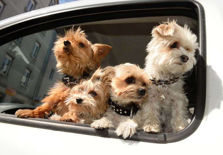 Image: Pets in cars