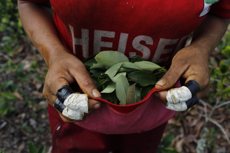 Image: A Peruvian farmer collects coca leaves