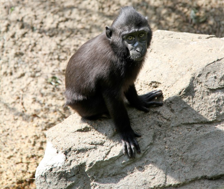 A Sulawesi Macaque named “Zimm”