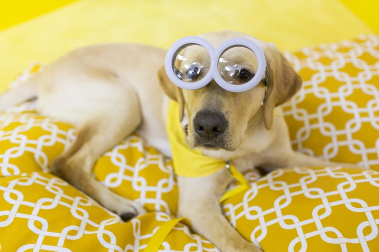 Wrangler in Studio 1A dressed as a Minion