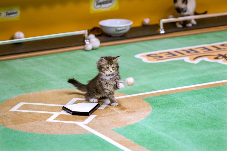 Kitten playing baseball