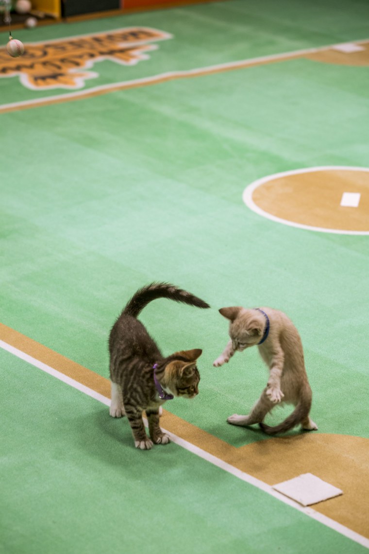 Kittens playing baseball.
