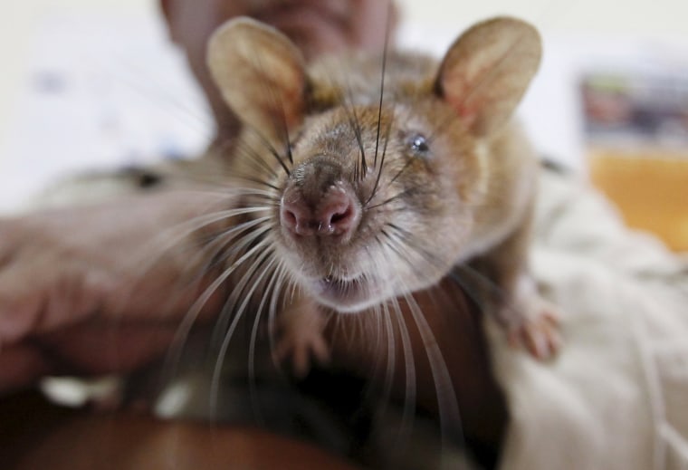 Image: A handler holds a rat undergoing training to detect mines at the Mine Detection Rat Training, Trial and Testing Project in Siem Reap province