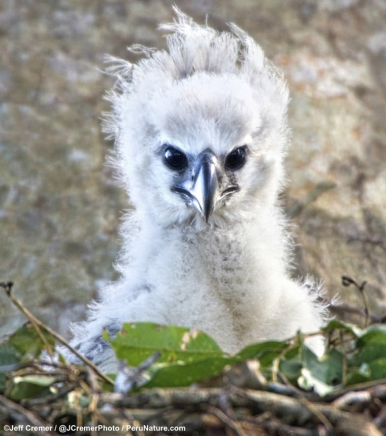 Rare Harpy Eagle Chick Captured in New Photos