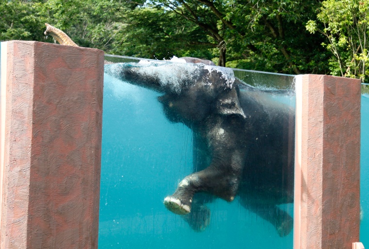 Image: Asian elephant swims