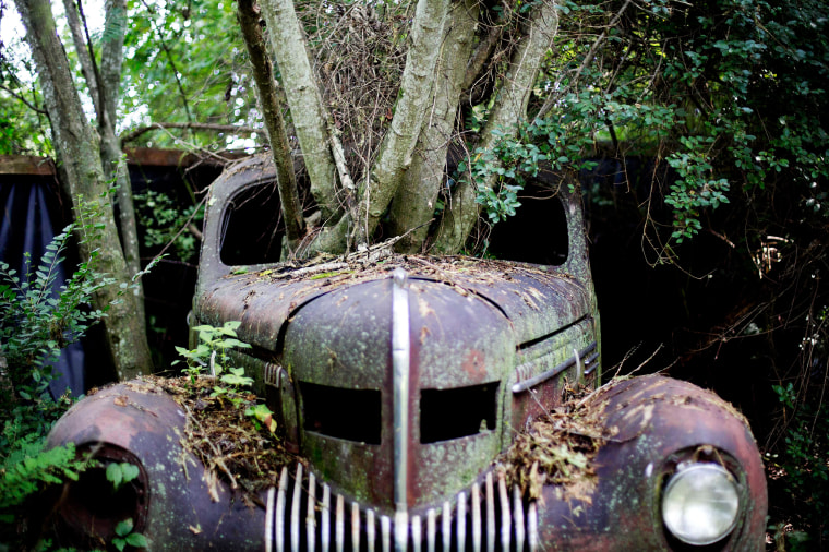 Classic Cars Collection Overrun with Weeds and Tourists