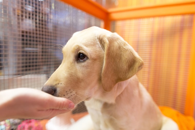 TODAY show's Wrangler with sad puppy eyes