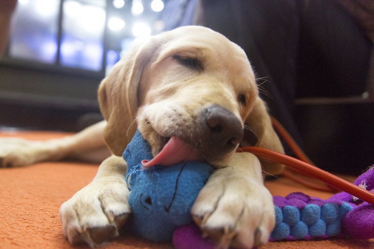 TODAY Show's Wrangler with a toy in Studio 1A