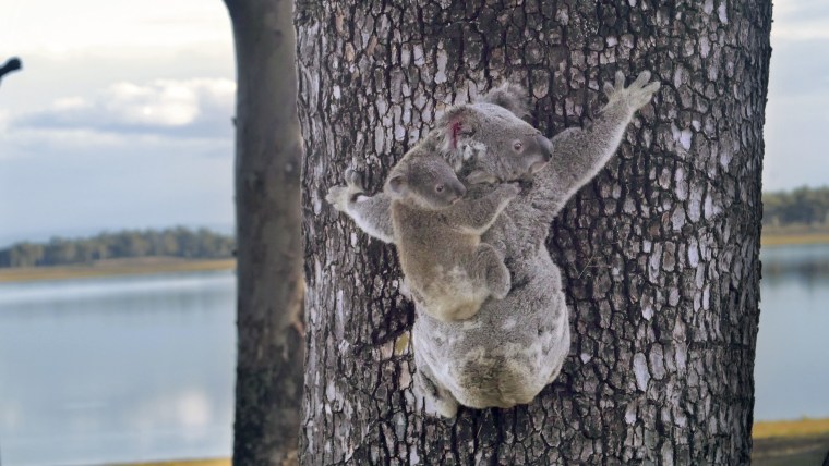 The Australia Zoo announced that Lizzy has recovered and both koalas have returned to their natural habitat.