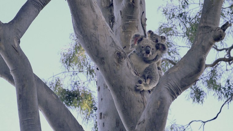 Lizzy, the mother koala to baby Phantom, had been hit by a car near Brisbane in June, and suffered some "face trauma and a collapsed lung" before the Australia Zoo performed surgery on her and released both koalas back into the wild.