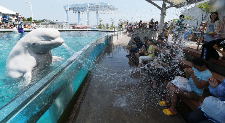 Image: A beluga whale sprays water towards visitors
