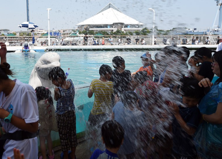 Image: A beluga whale sprays water towards visitors