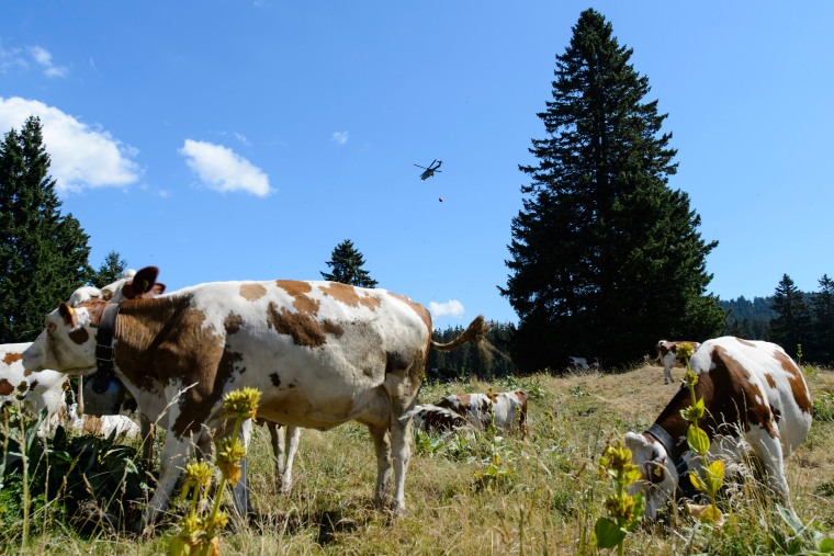 Image: A Swiss military helicopter delivers water to cows