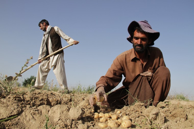 Image: Afghan farmers harvest potatoes