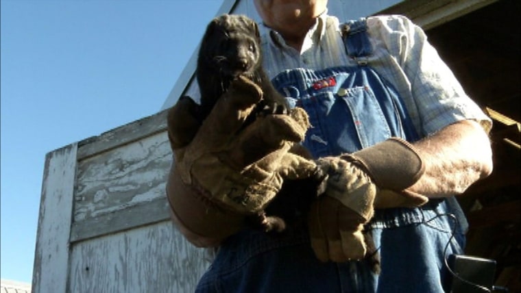 IMAGE: Idaho mink farm