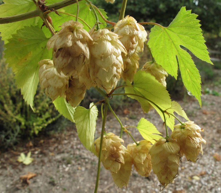 Some smaller craft breweries could struggle because demand for hops has pushed the price of the beer ingredient too high.