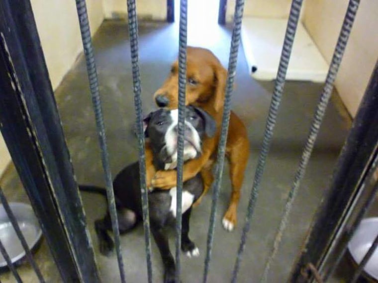 'Hugging' dogs await adoption