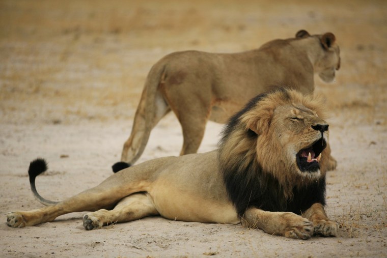Image: A Zimbabwean lion called \"Cecil\"