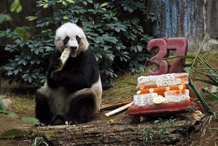 Image: Giant panda Jia Jia