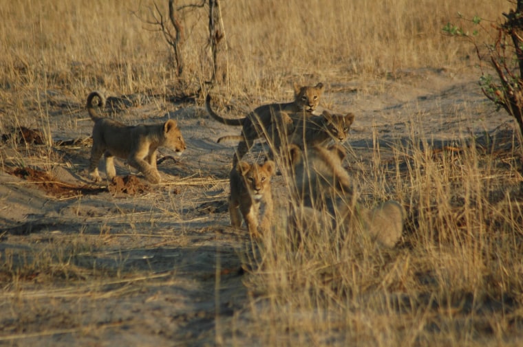 Cubs in the pride of Cecil the lion, who was hunted and killed by Minnesota dentist Walter James Palmer in Zimbabwe on July 1.