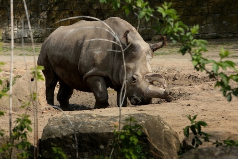Image: Nabire the northern white rhinoceros