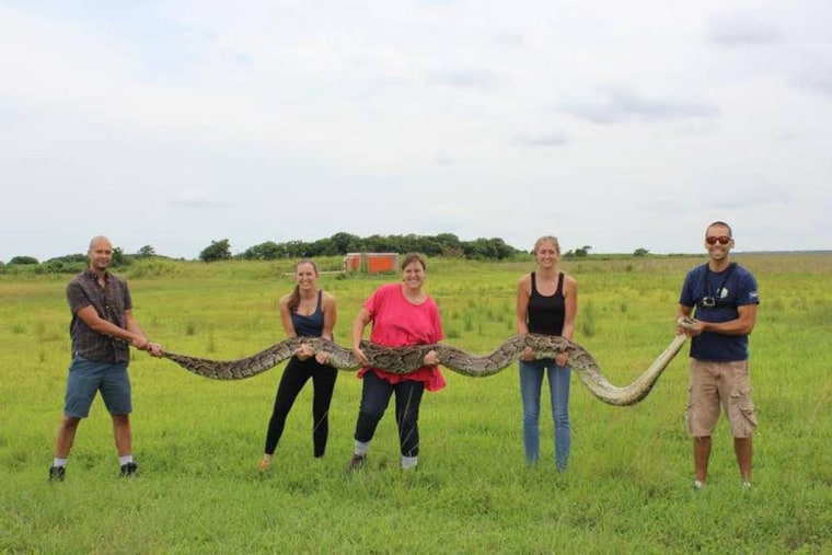 The snake measures more than 18 feet long. It had bird feathers in the gastrointestinal tract.