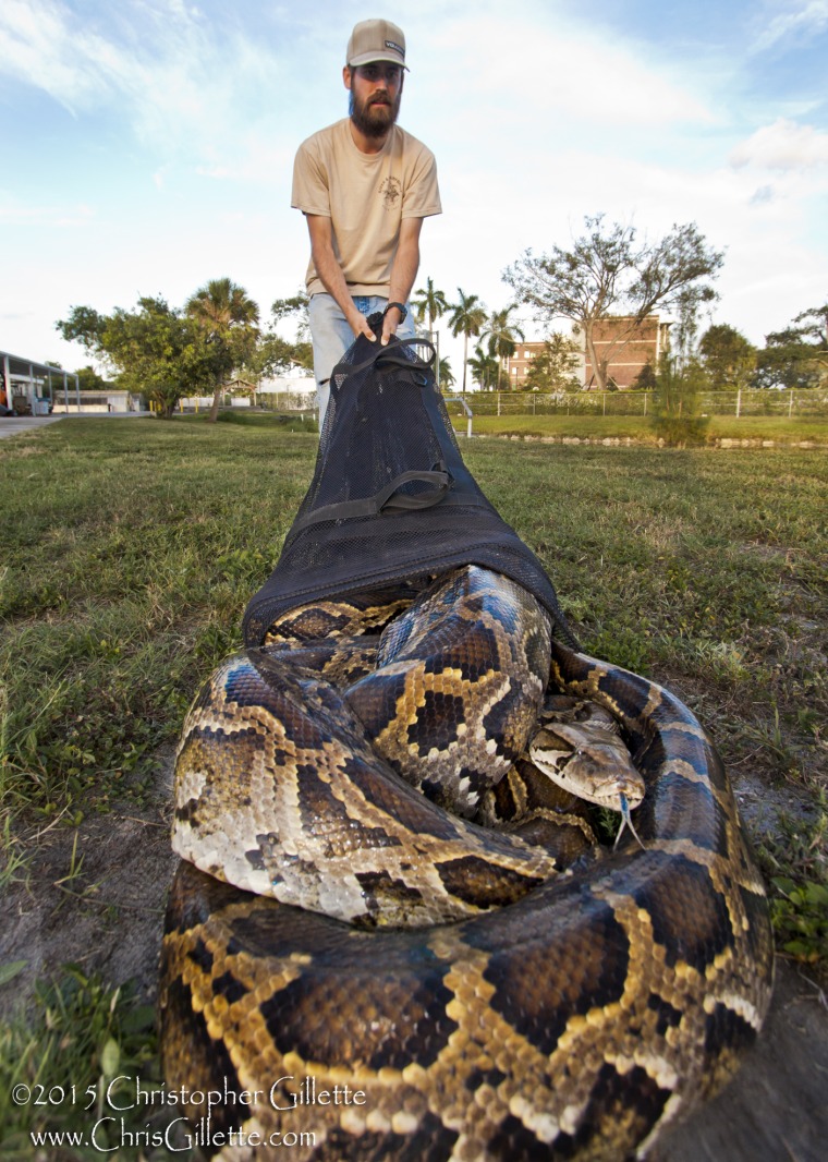 University of Florida wildlife biologist Ed Metzger holds the python. Metzger said it was especially satisfying to have removed such a large snake from the Everglades ecosystem. The snake was euthanized.