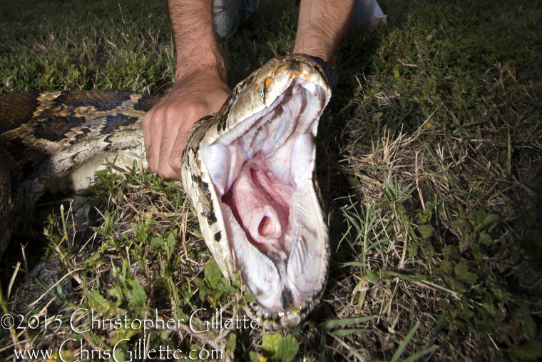 University of Florida wildlife biologists recently removed one of the largest Burmese Pythons ever captured in Florida. 