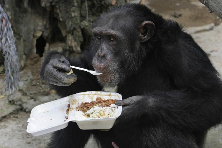 IMAGE: Chimpanzee in 2009