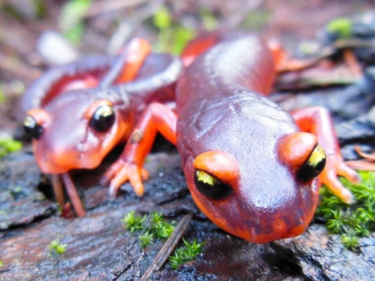 Image: Ensatina salamanders