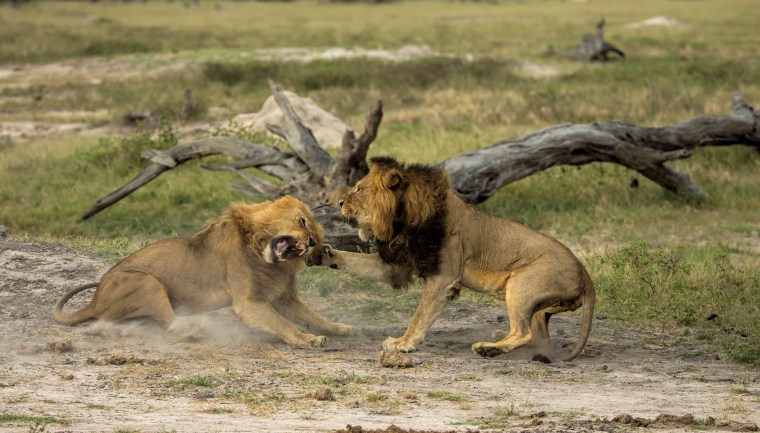 Image: Cecil the lion fighting with Jericho