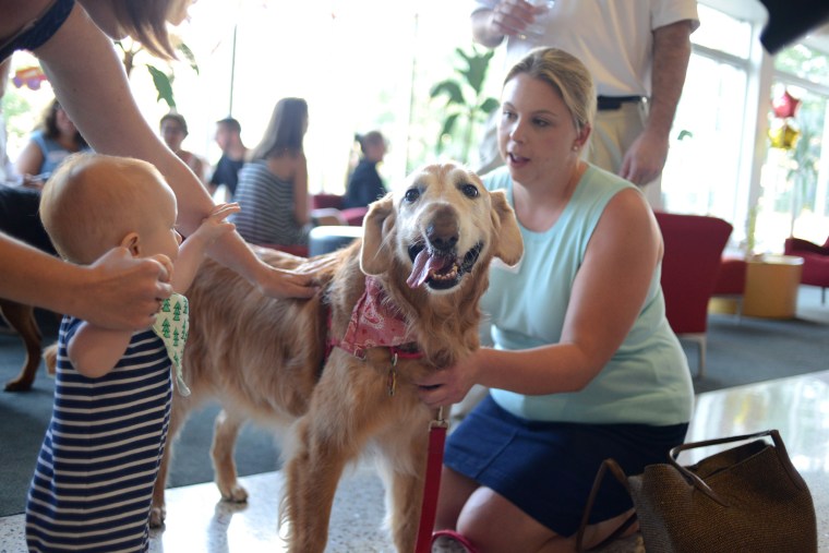 Emma, a Golden Retriever, had surgery to remove a craniofacial tumor. She's seen here with owner Erin Johnson.