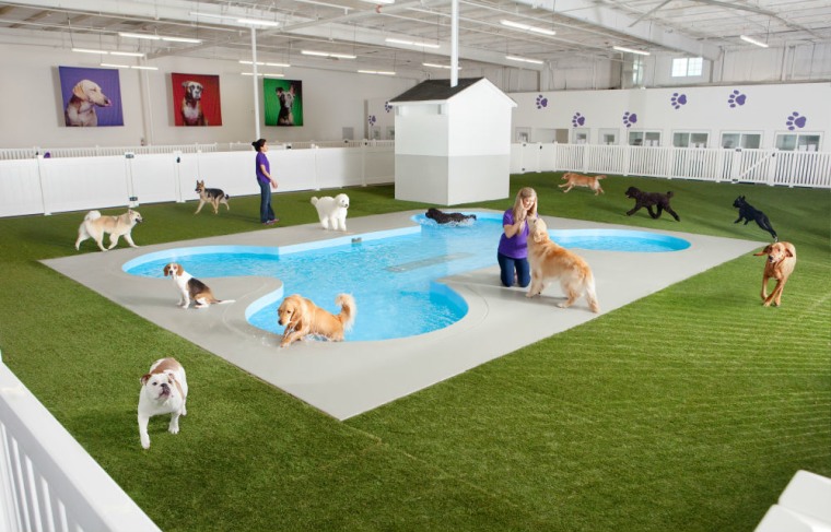 Swimming pool for dogs