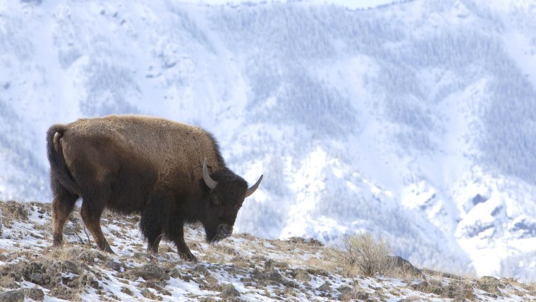 Yellowstone bison