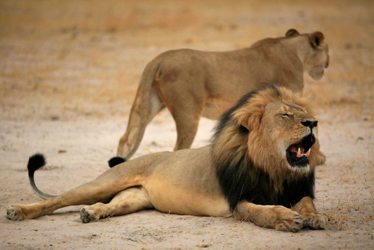 Image: Cecil the Lion shot dead