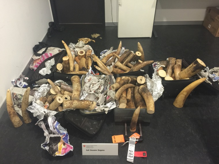Image: Confiscated ivory
