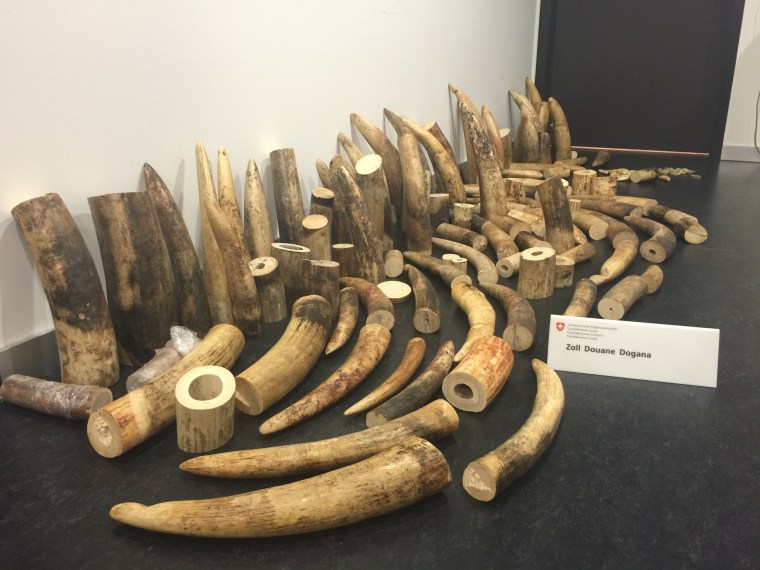 Image: Confiscated ivory