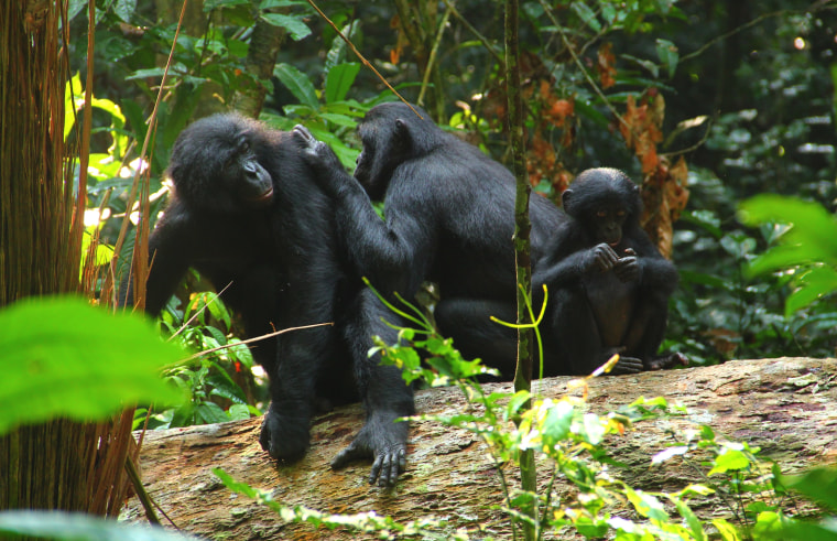 Bonobos