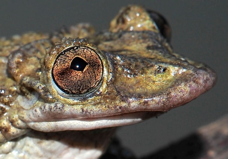 Image: Corythomantis greeningi, a venomous frog