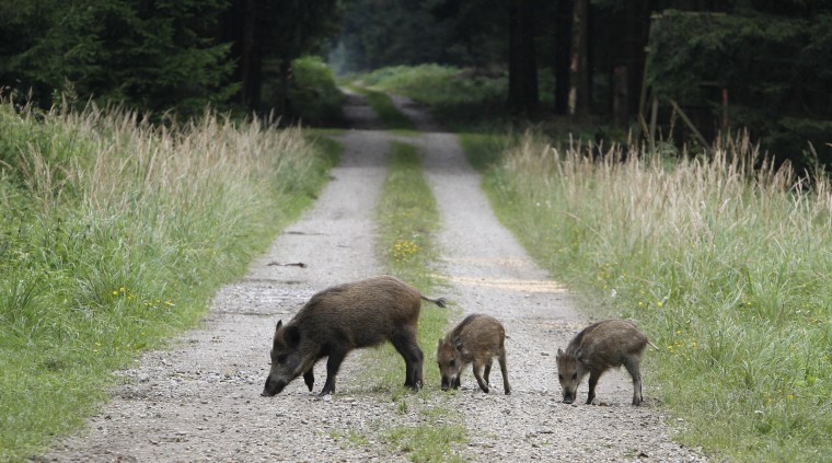 https://media-cldnry.s-nbcnews.com/image/upload/t_fit-760w,f_auto,q_auto:best/newscms/2015_32/1165031/150809-wild-boar-germany-2010-file.jpg