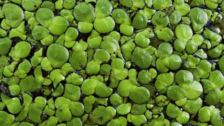 Lemna, duckweed, water lentil