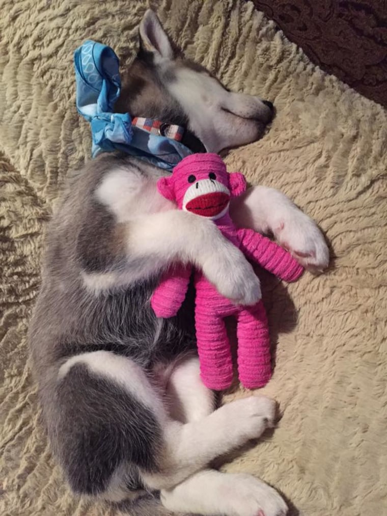 Husky with stuffed monkey