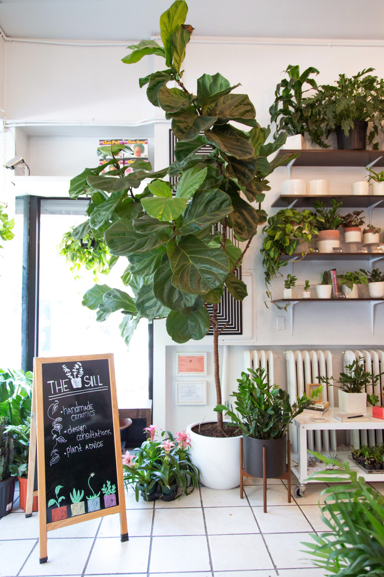 Fiddle Leaf Fig tree